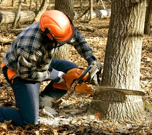 Tree Removal in Cross, SC